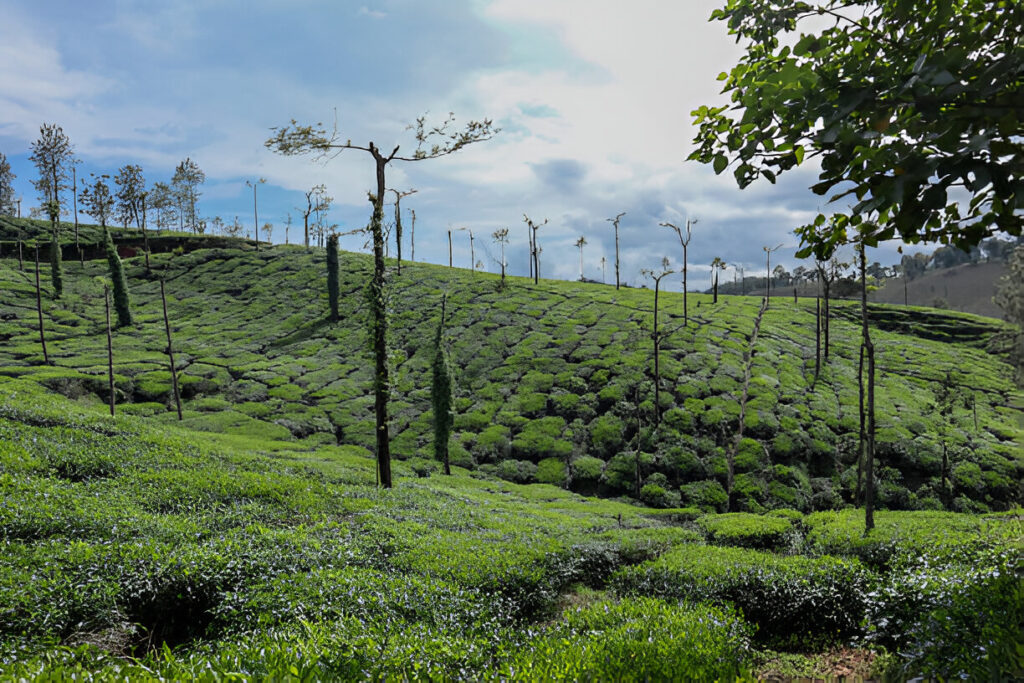 tea plantation in coorg Coorg trip from Bangalore - Scenic view