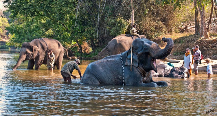 dubare elephant camp