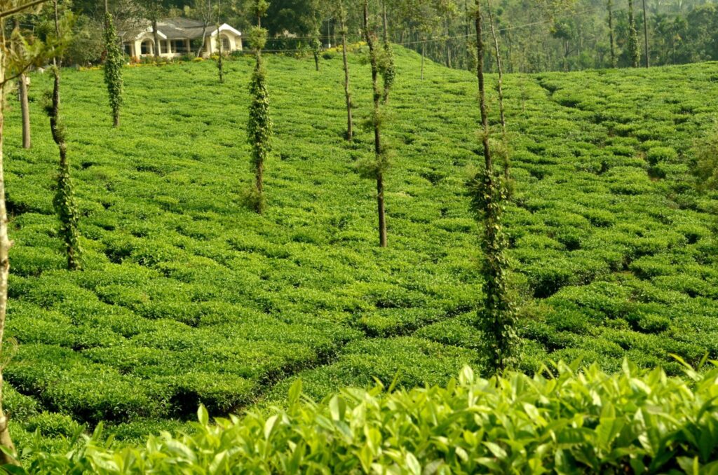 tea plantation in coorg Coorg trip from Bangalore - Scenic view